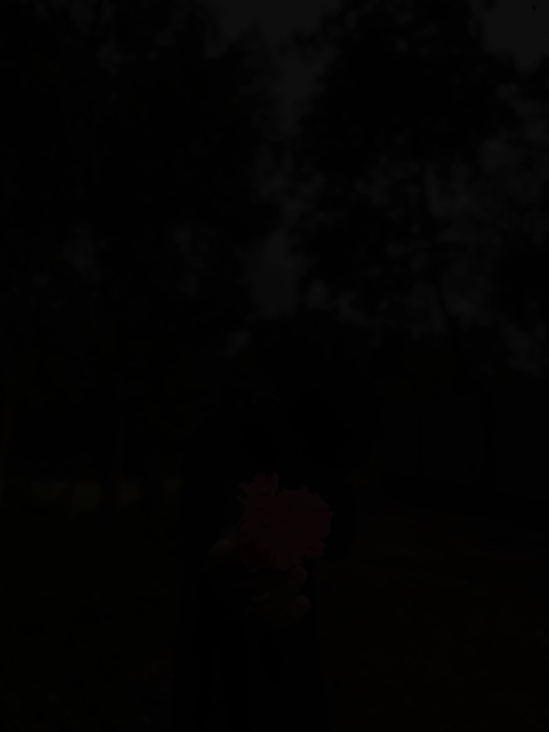 মায়াবী ছবি 