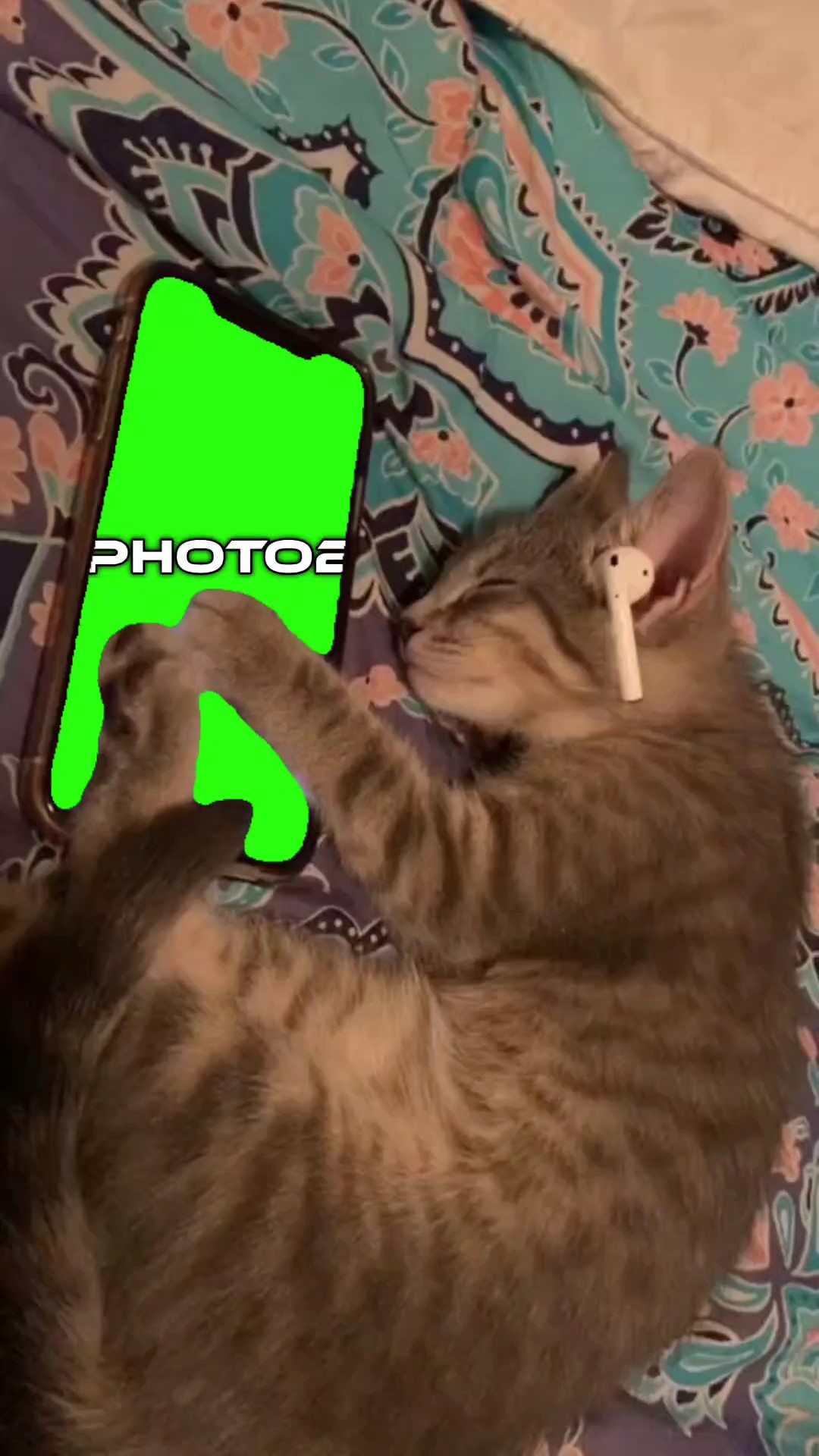 kedi şablonu 
