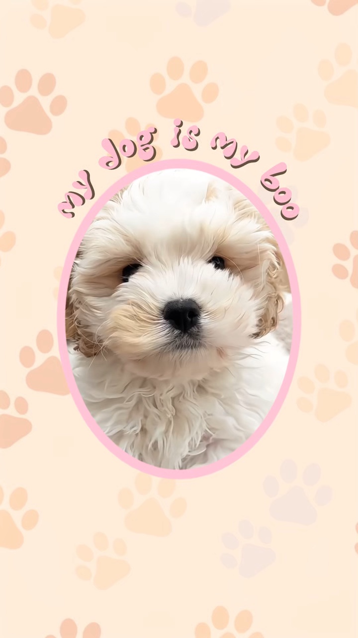 my dog is my boo