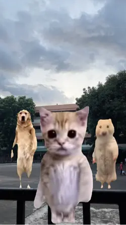 Dancing Pets
