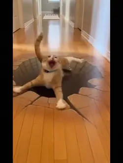 CAT ILLUSIONS
