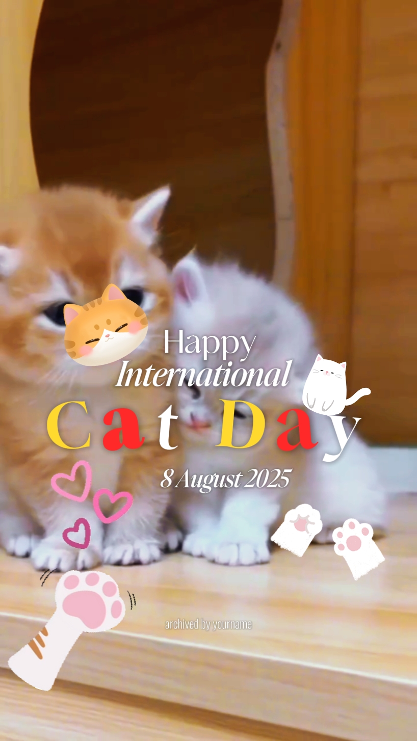 Feliz dia do gato 