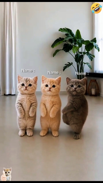Dans Kedi Trendi