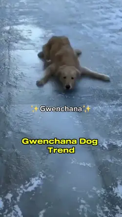 gwenchana dog