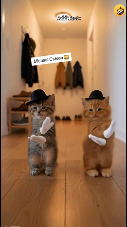 Tanz Katze Trend