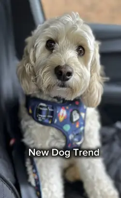 Dog template 