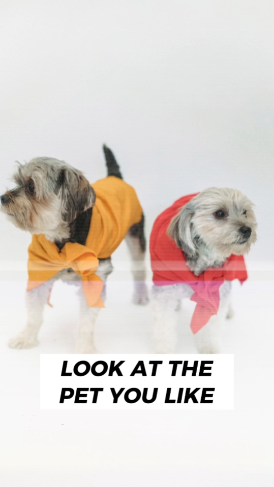 Exibição de produto de roupas para animais de estimação batendo no estilo Tiktok 