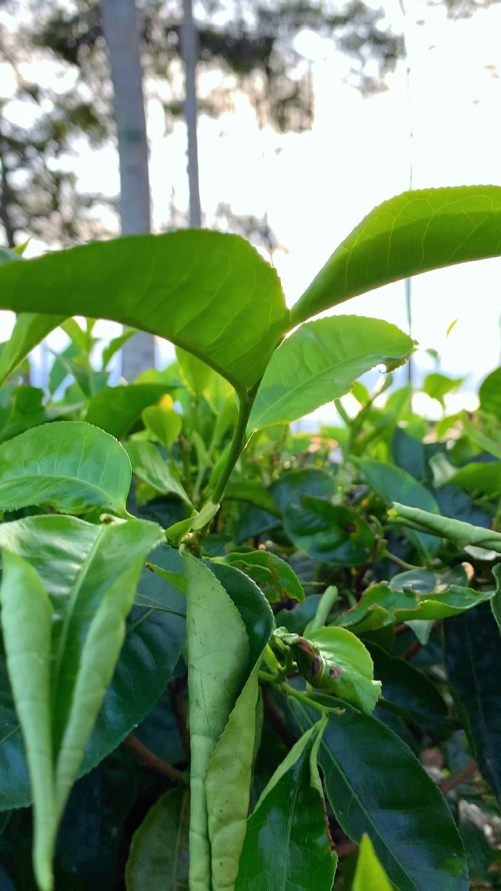 🍃
