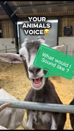 Your animals voice 😀