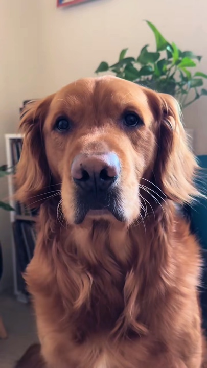 sevimli köpek
