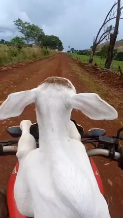 ağır çekim şablonu 