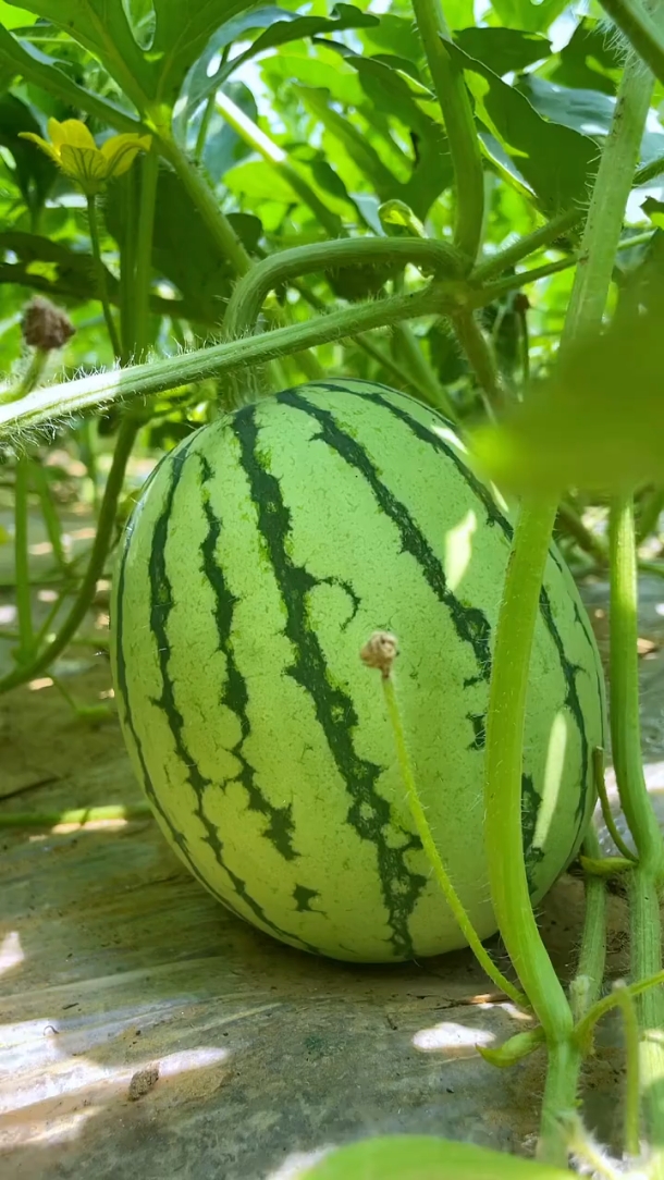 Wattermelon