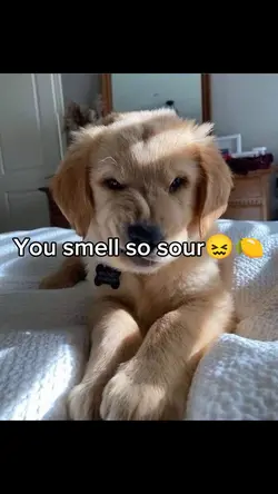 you smell so sour