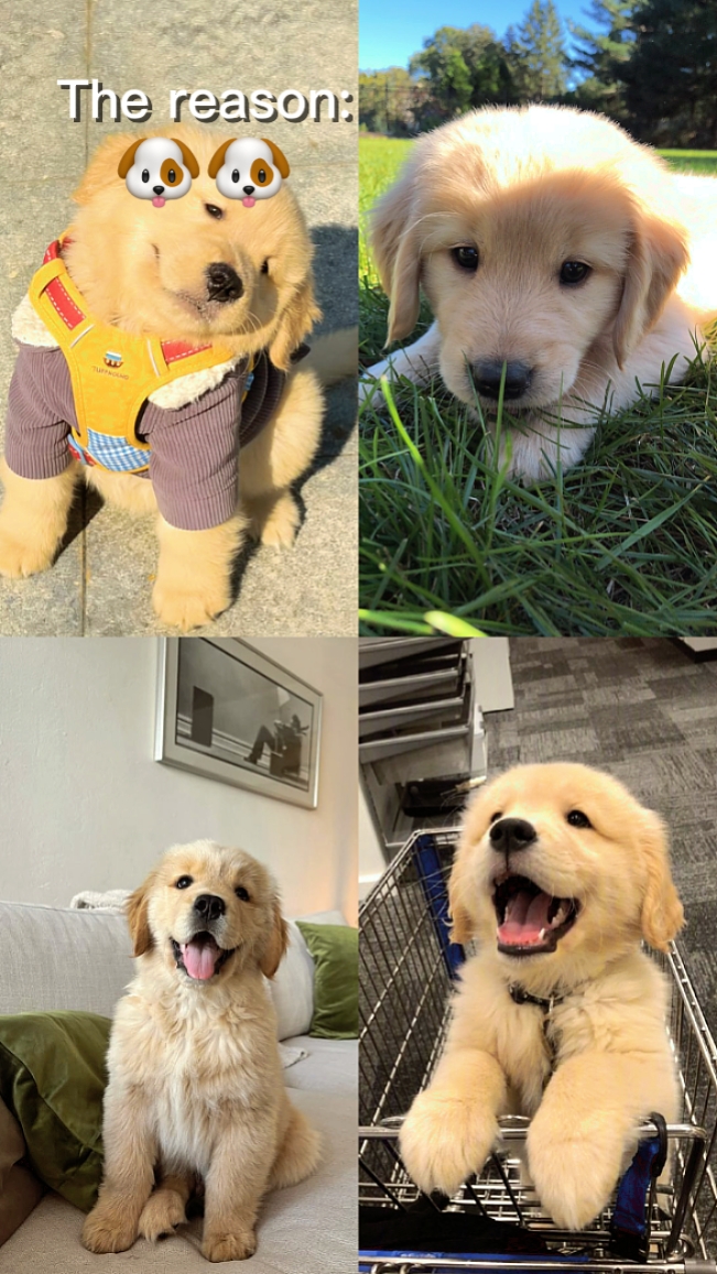 animal de compagnie, mon chiot