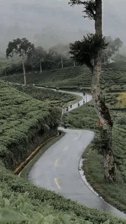 Slowmo siulan kane