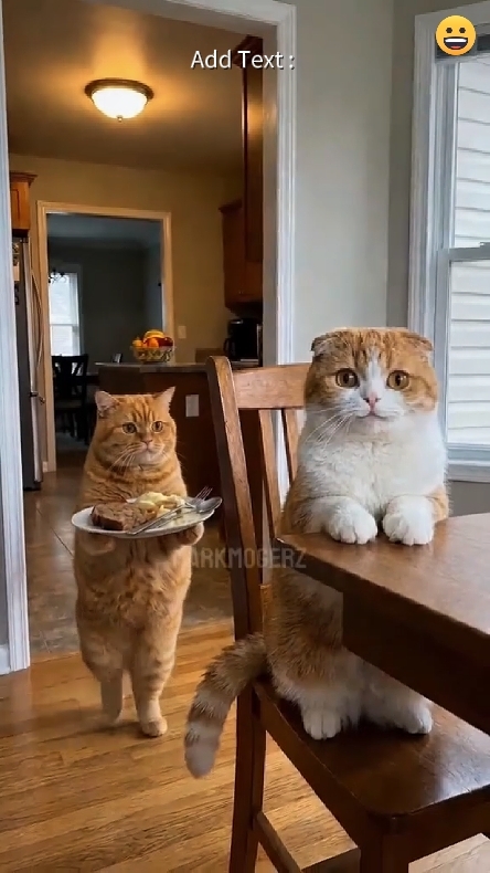 Cat family 