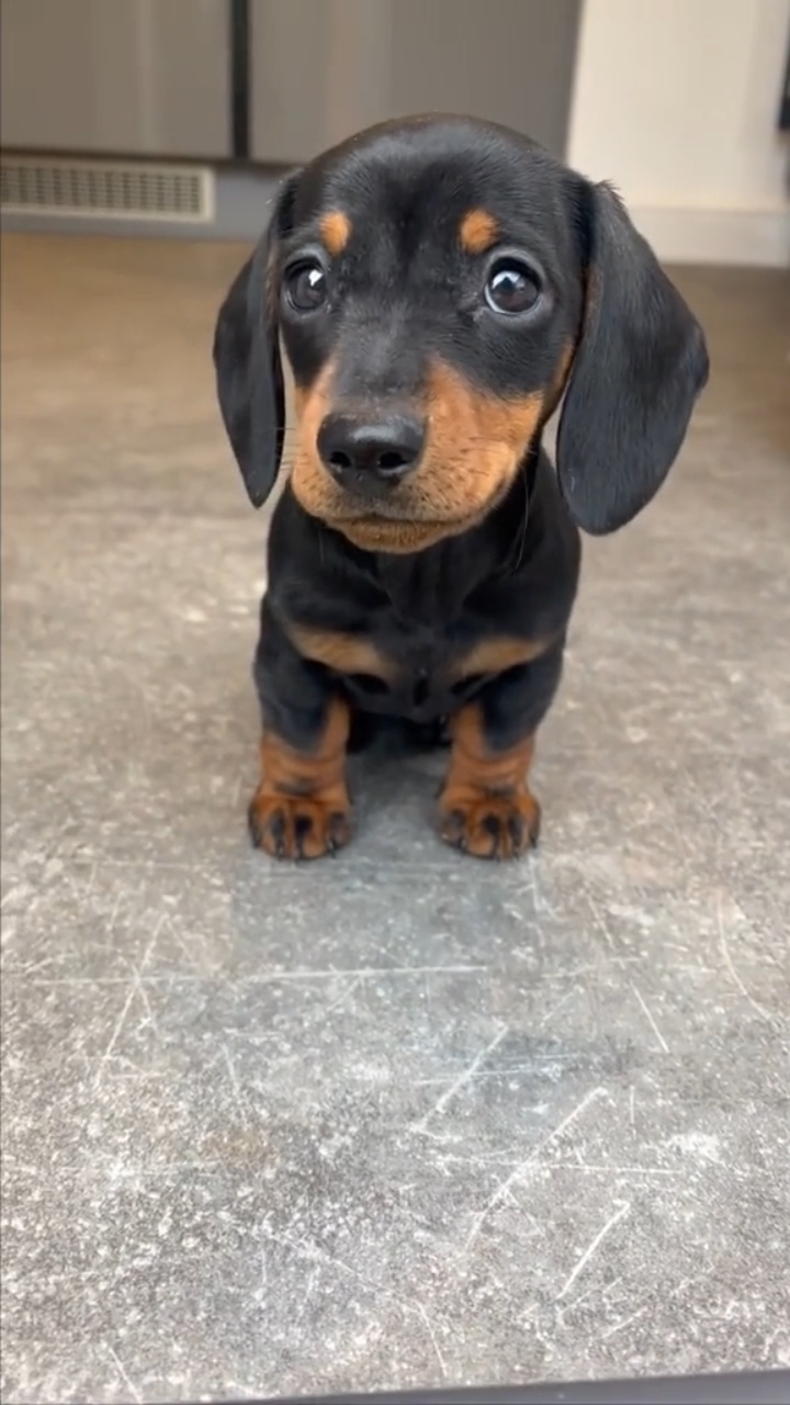 Mi perrito 🐶