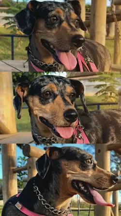 3 frames pet