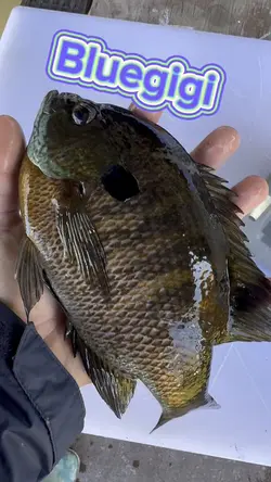 Got that crappie