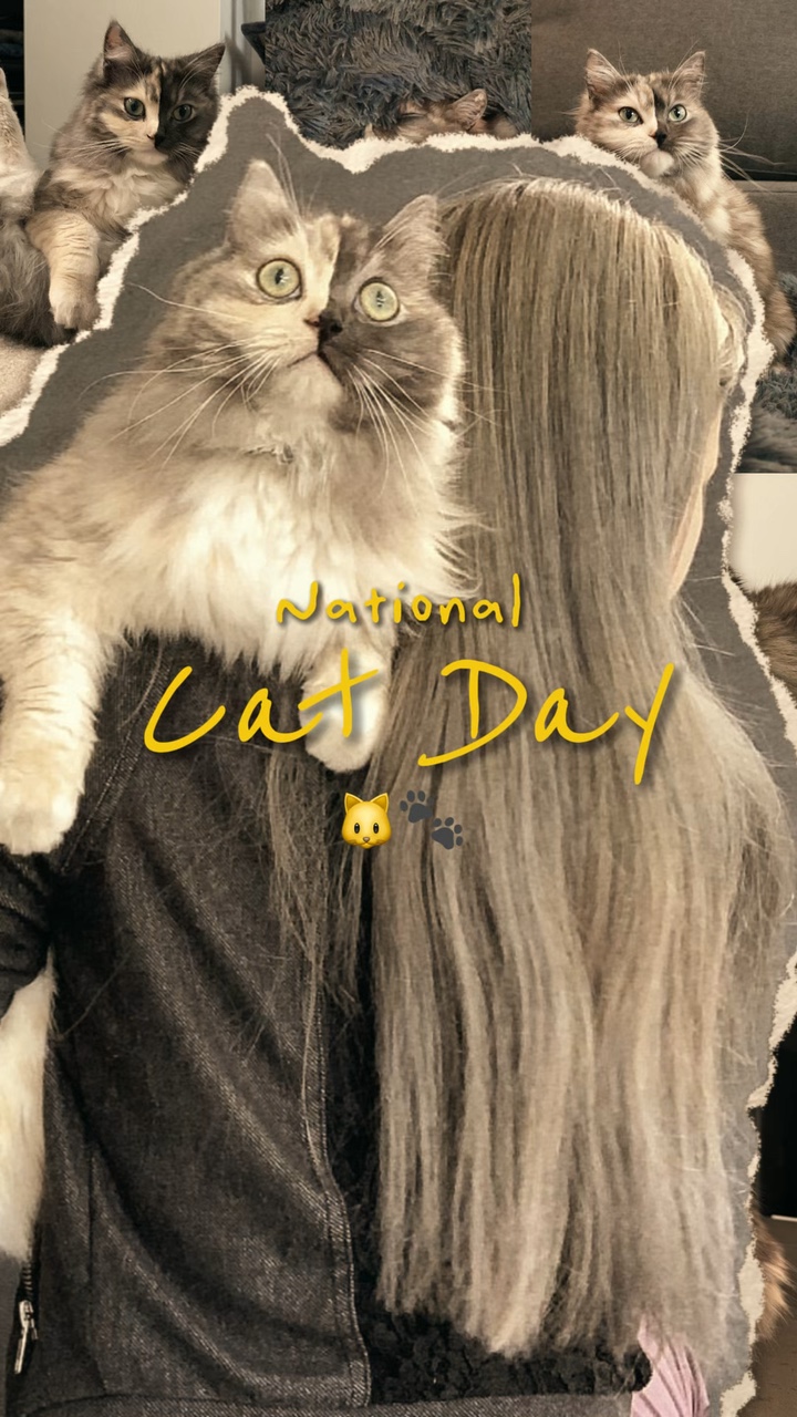 Dia do gato 🐾🐱
