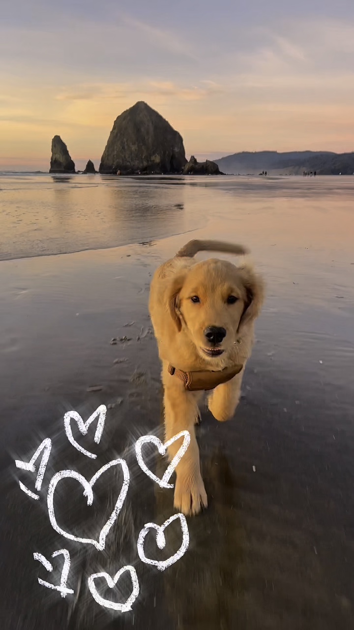 Perrito