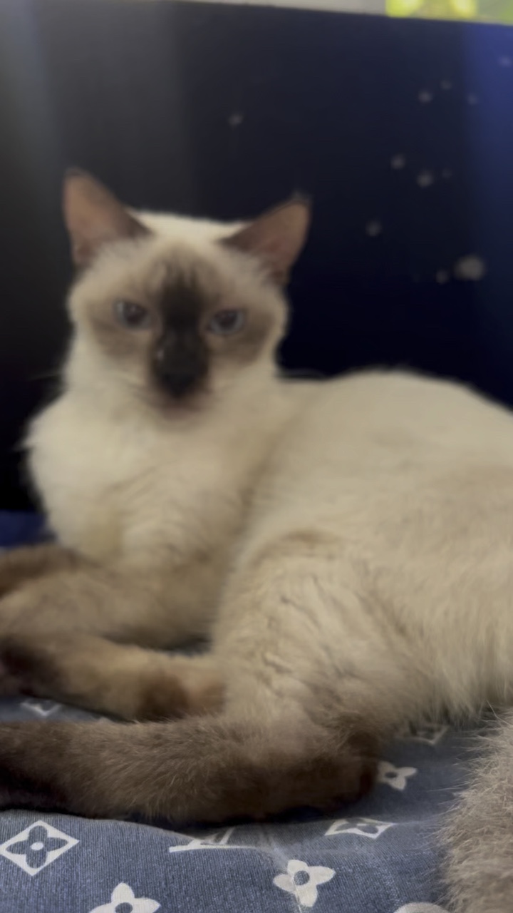 kedi kedi kedi