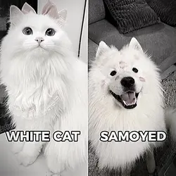 white cat & samoyed