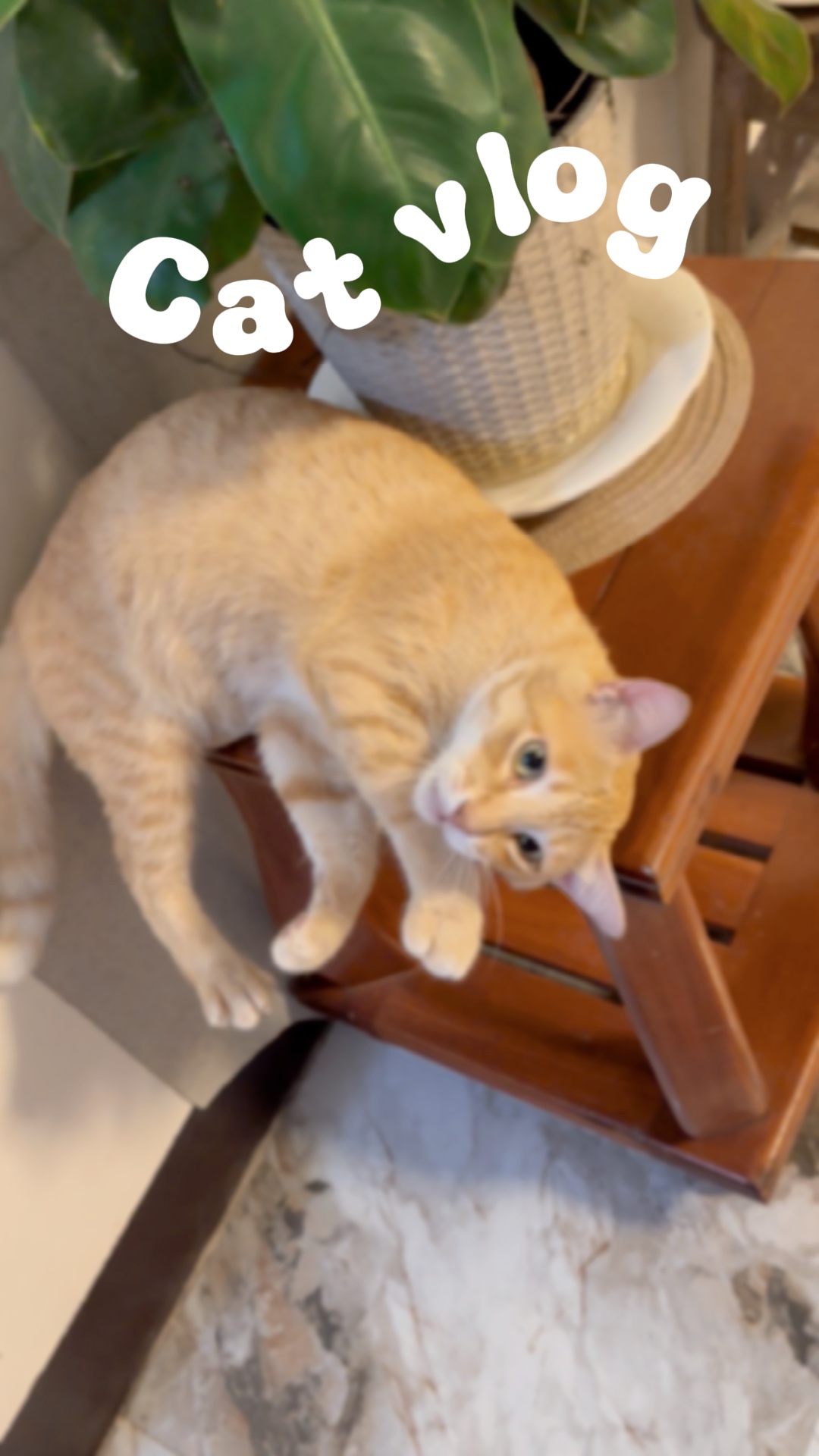 Vlog de chat mignon 