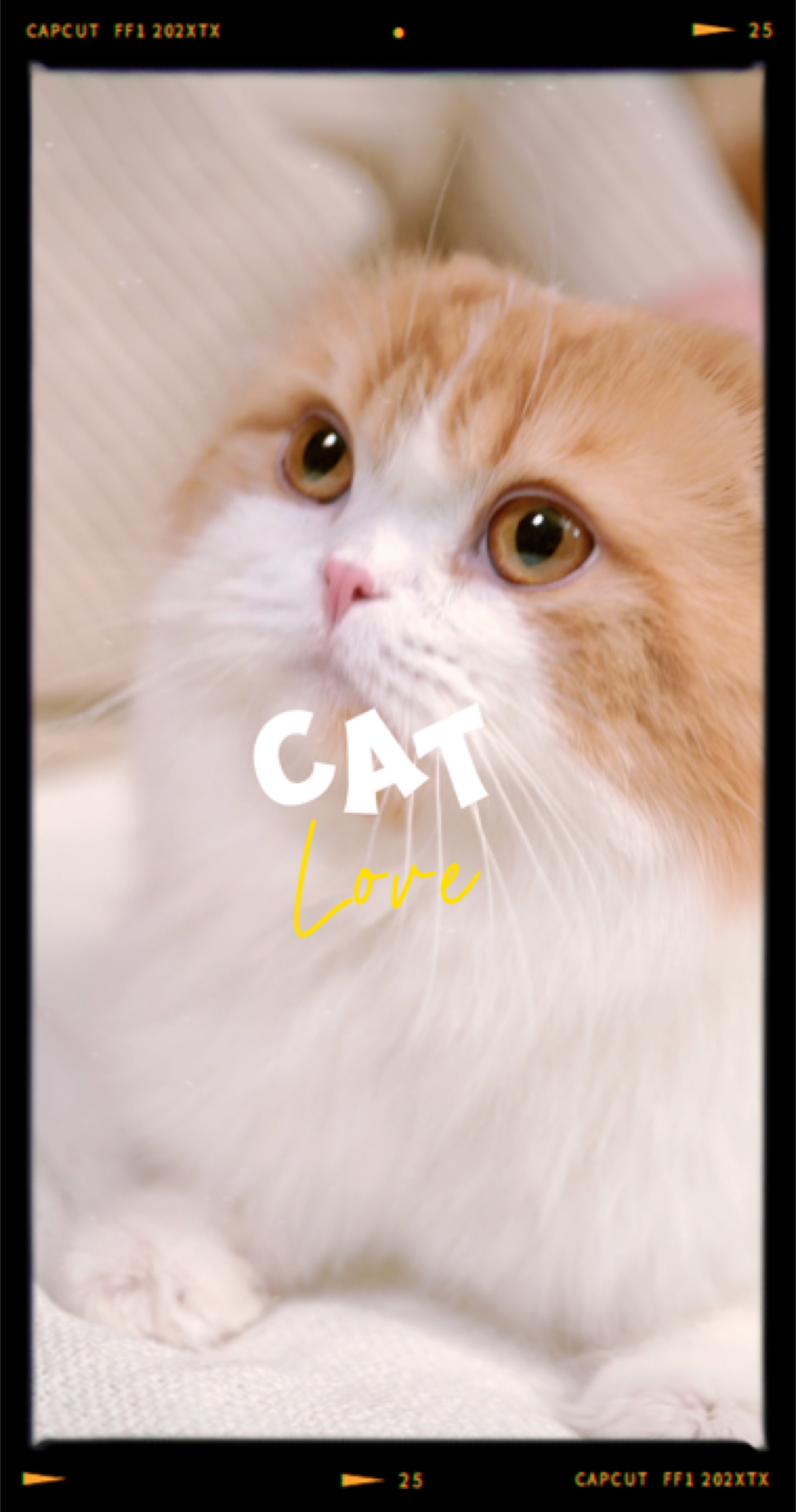 Amor gato