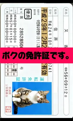 ボクの免許証