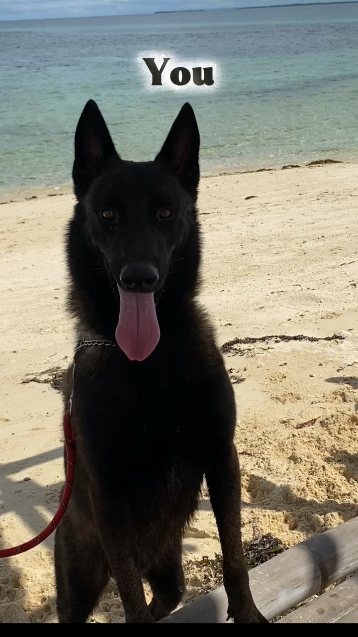 Malinois Belgas 