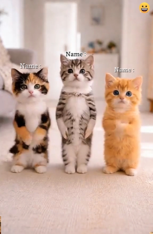Tendencia del gato de baile