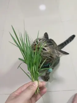 จอมยุทธแมว