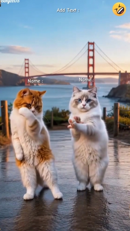 Tari Kucing