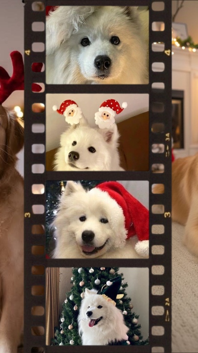 Animal de estimação de natal