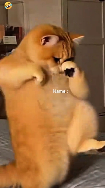  Tendencia del gato bailando