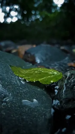 nature aesthetic