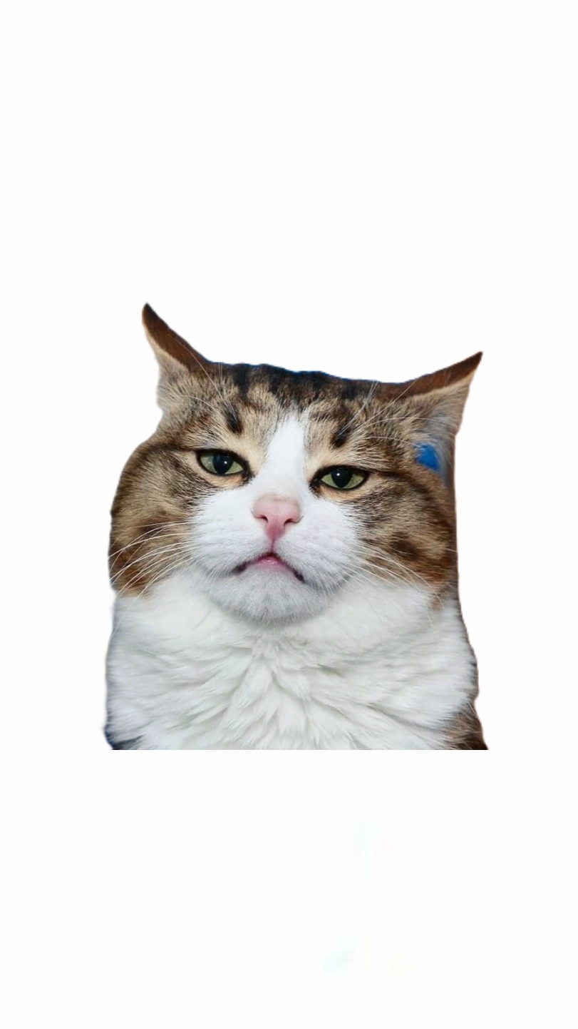 SANGUE GATO