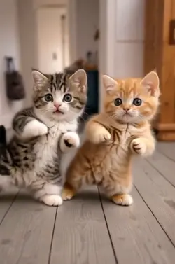 Cute cat dance