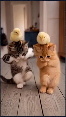 dancing cat