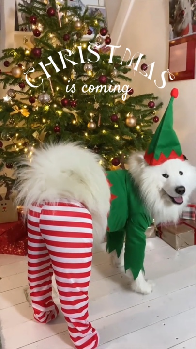 Animal de estimação de natal