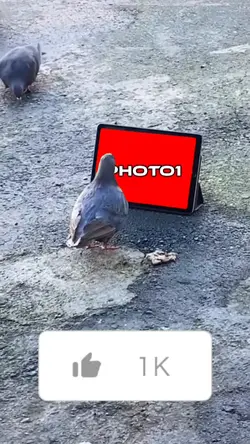 Bird template 