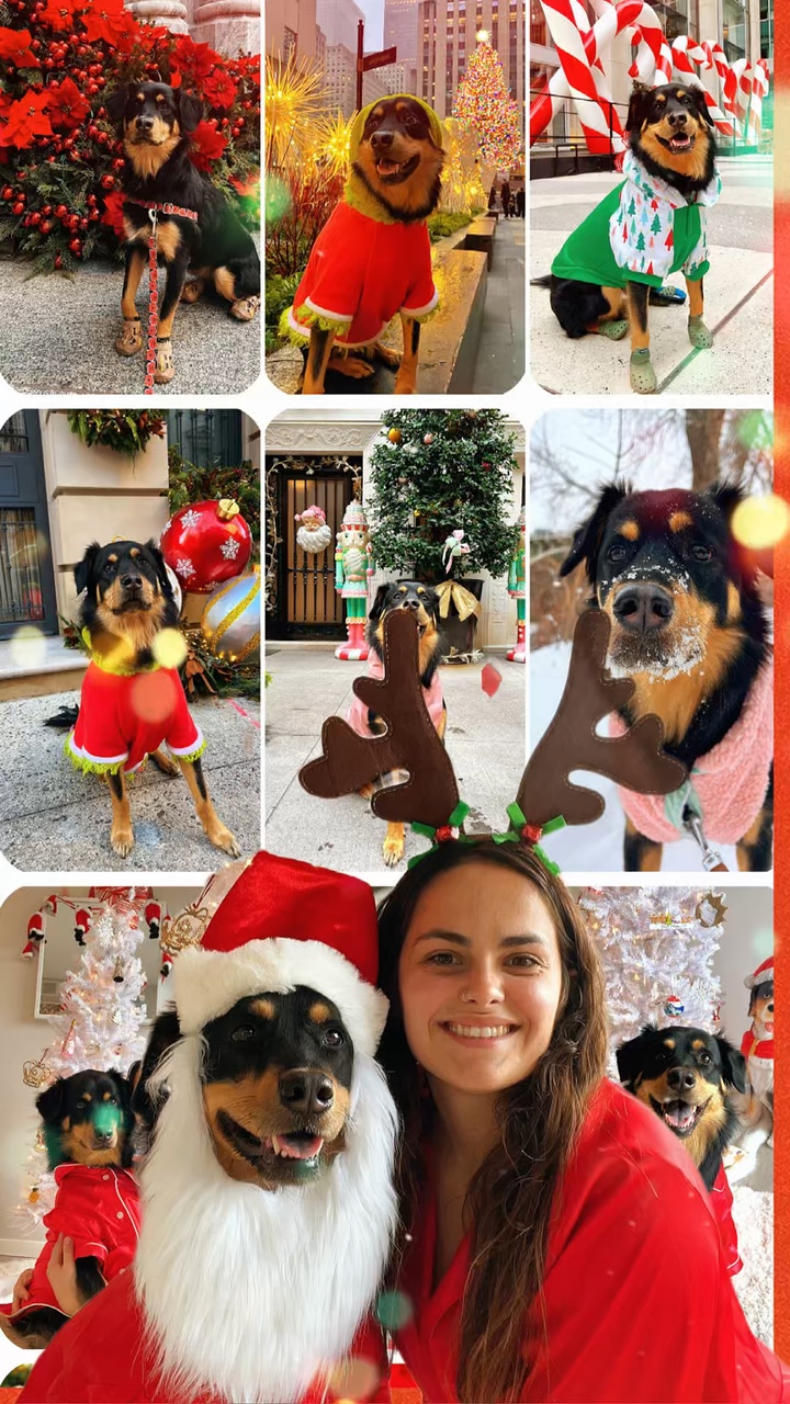 Feliz navidad perro
