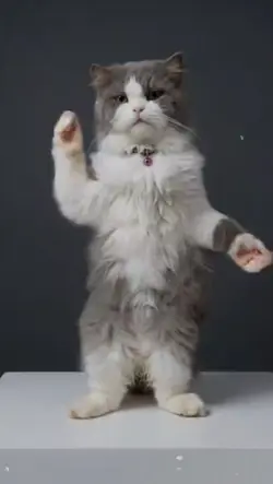 kucing 