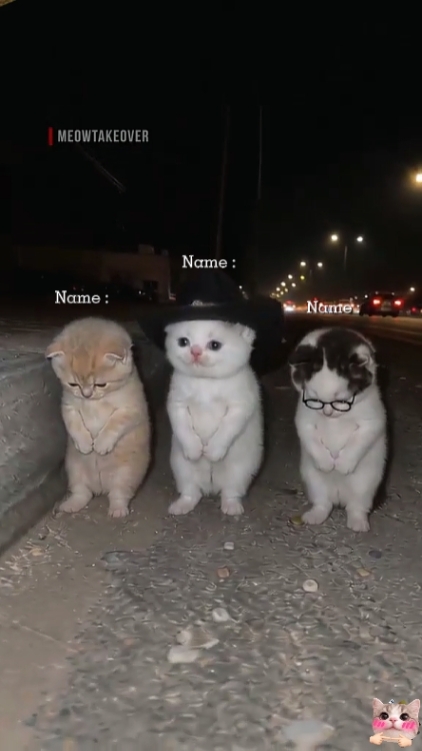Tendance du chat FunnyDance