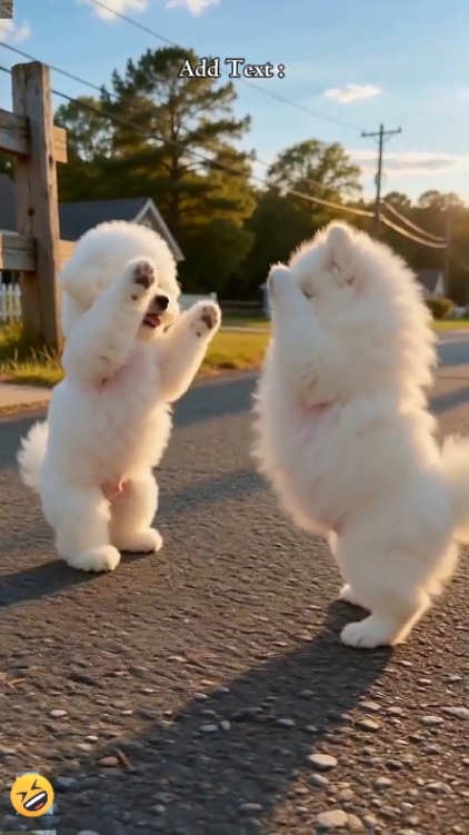 Funny Dog. 