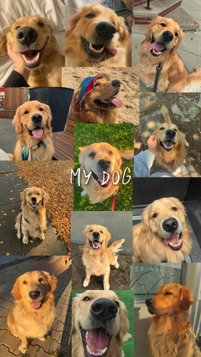 My dog