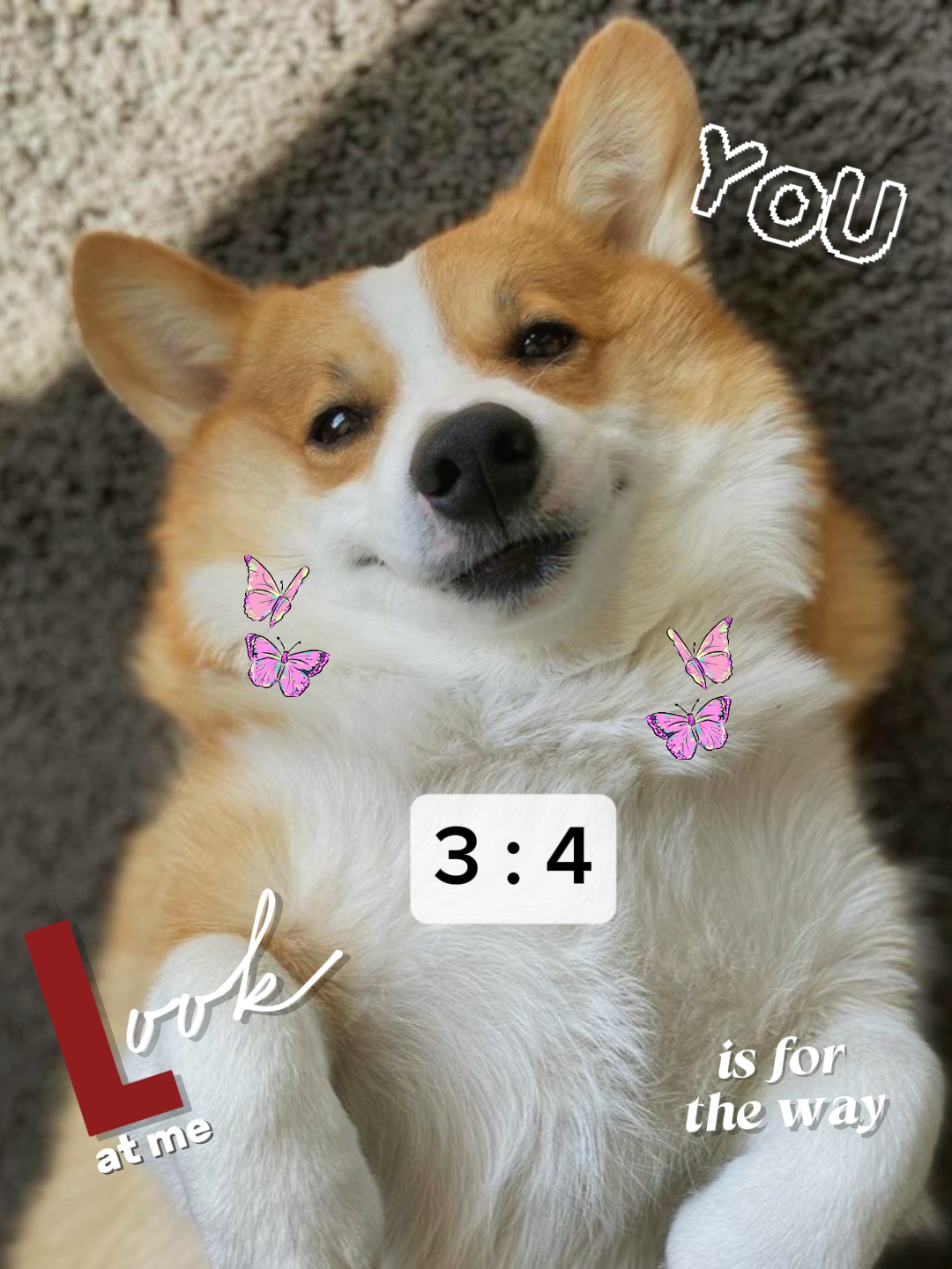 4 Bilder | Niedlicher Hund