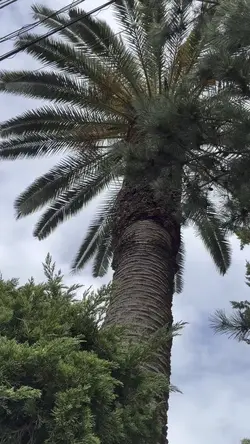 植物