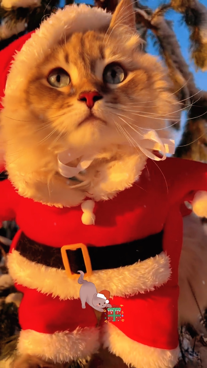 Katze Frohe Weihnachten 